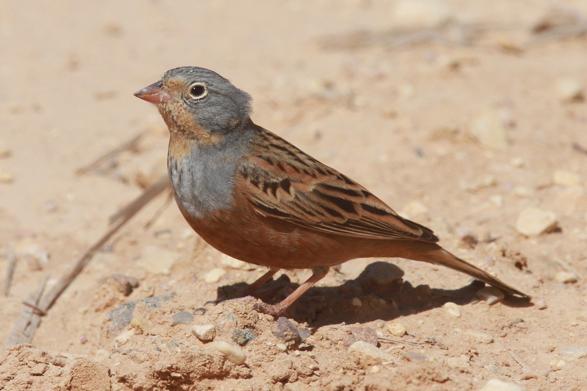 Cretzschmar's Bunting - Volker Hesse