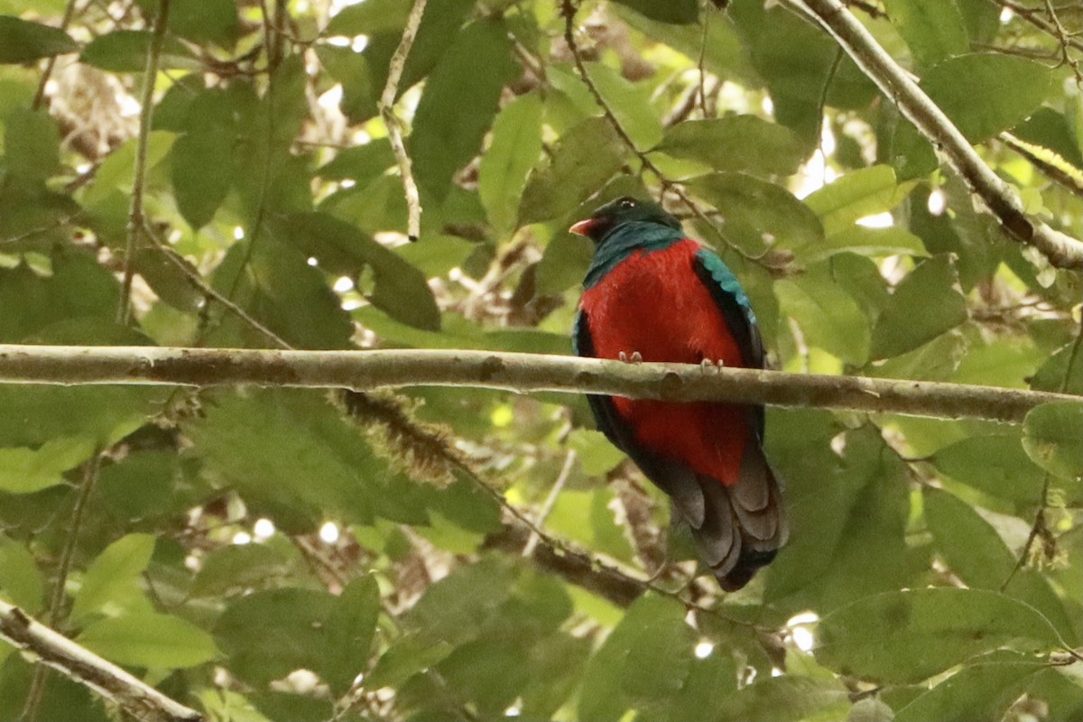 Pavonine Quetzal - Shannon Mullen