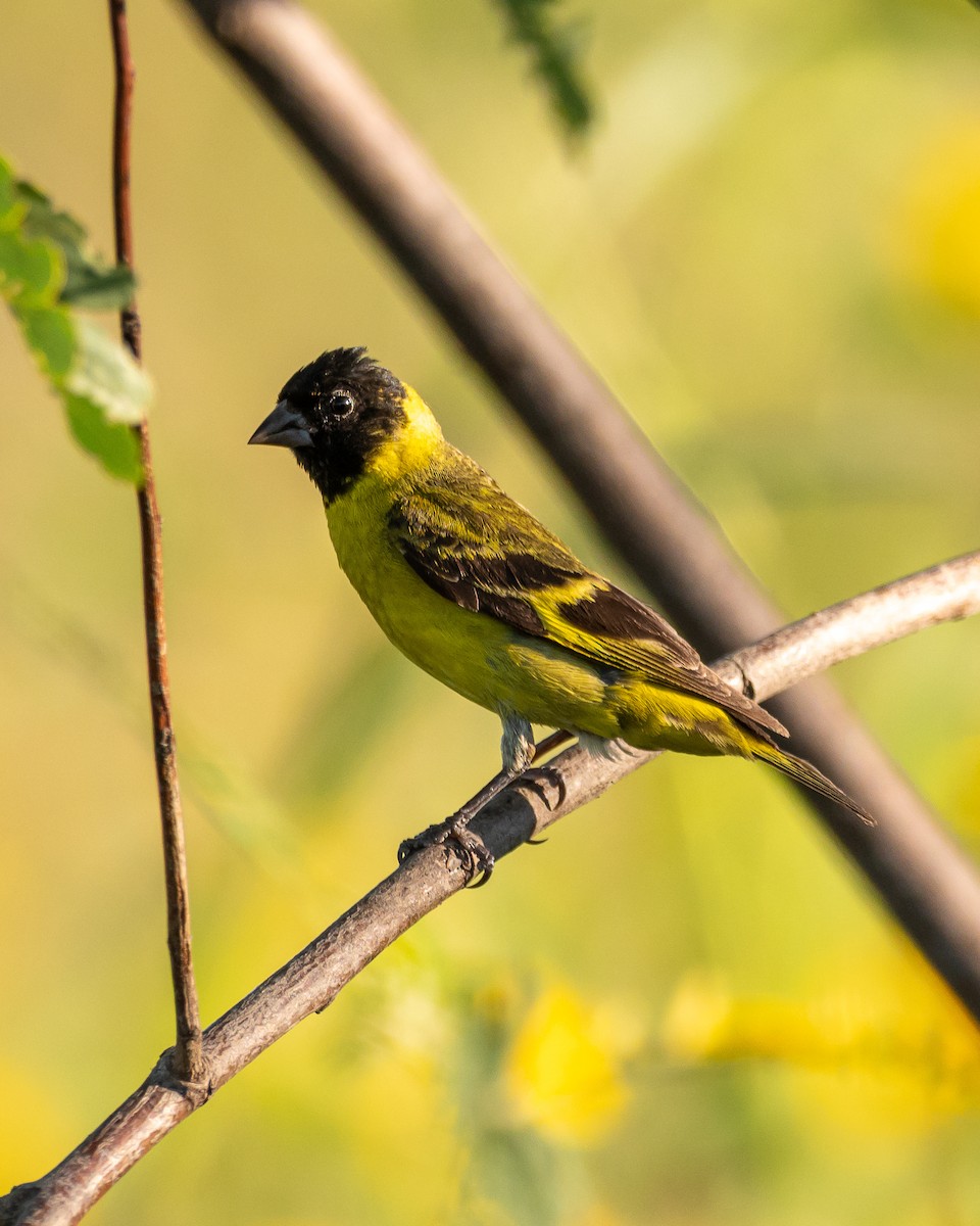 Hooded Siskin - Carlos Rossello