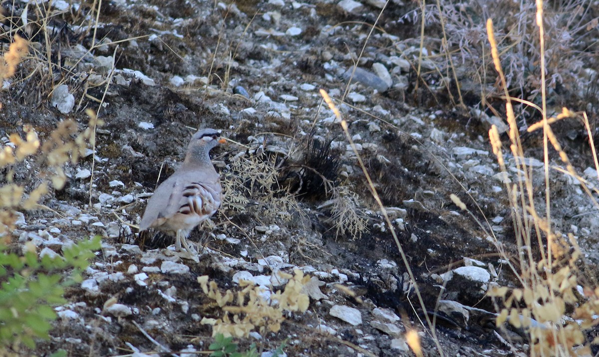 See-see Partridge - Özay  Özalp  Özaydın