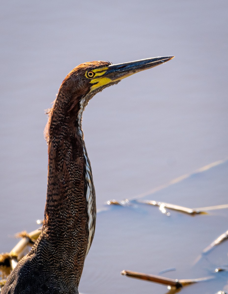 Rufescent Tiger-Heron - ML396884571