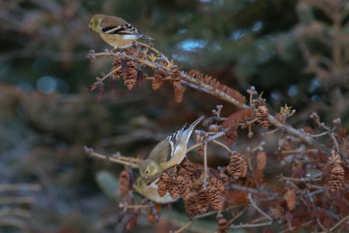 American Goldfinch - ML396885651