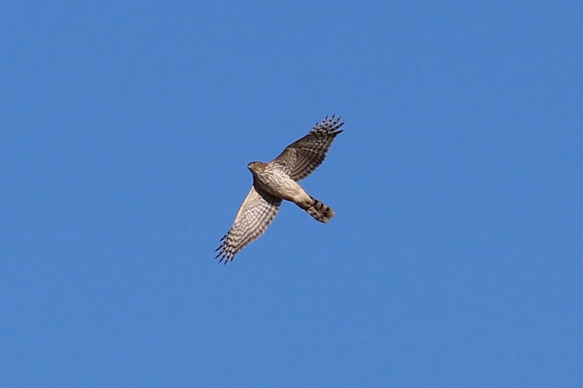 Cooper's Hawk - ML396885681
