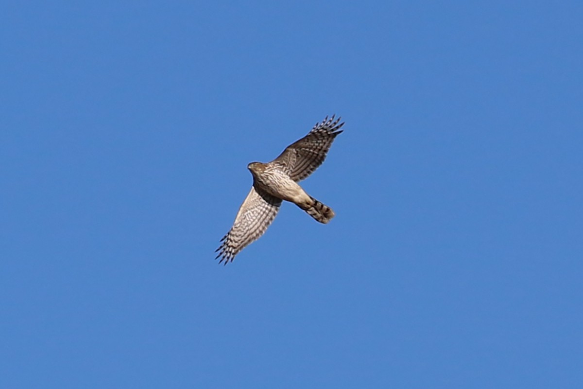 Cooper's Hawk - ML396885681