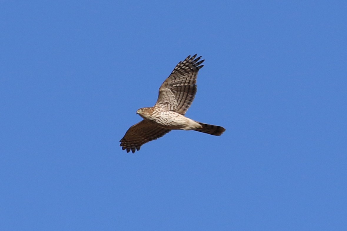 Cooper's Hawk - ML396885691