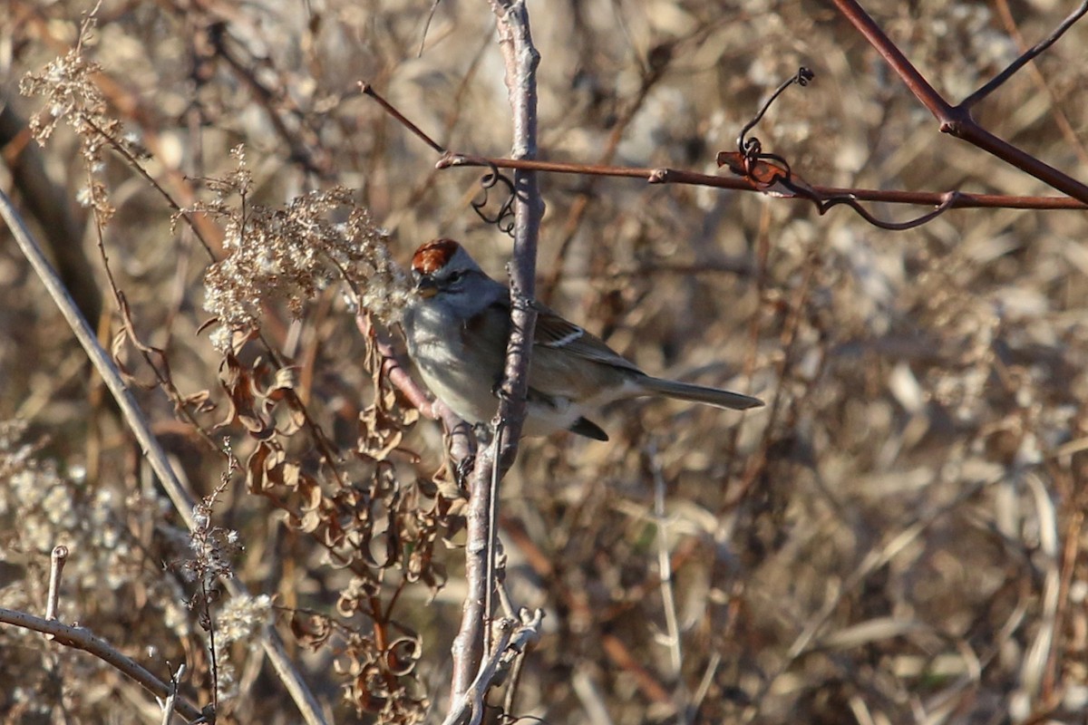 American Tree Sparrow - ML396885811