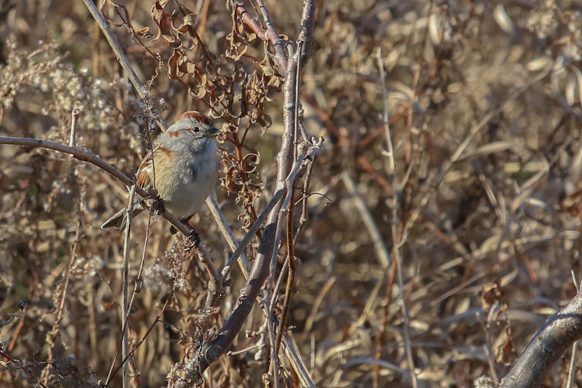 American Tree Sparrow - ML396885841