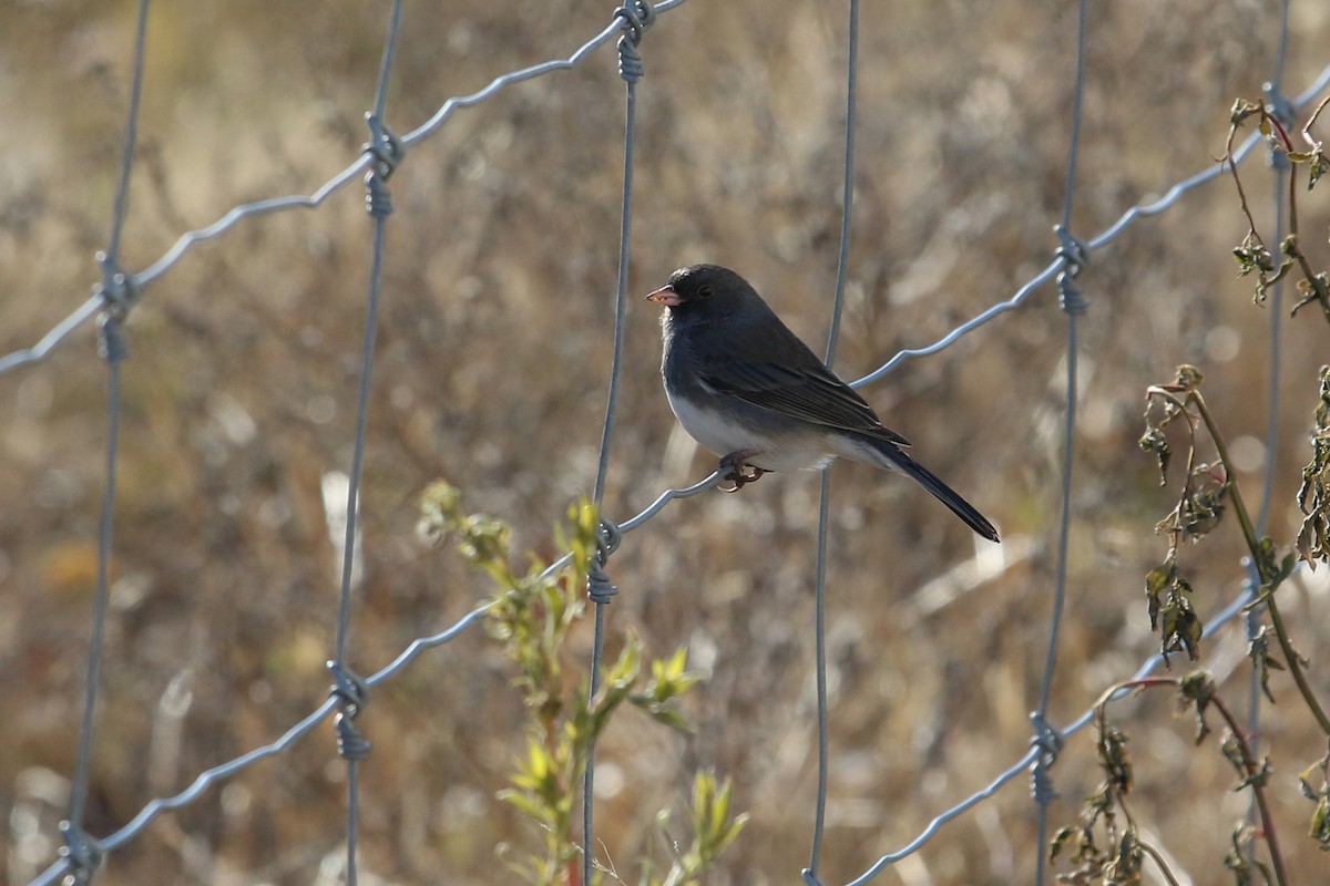 Dark-eyed Junco - ML396885871