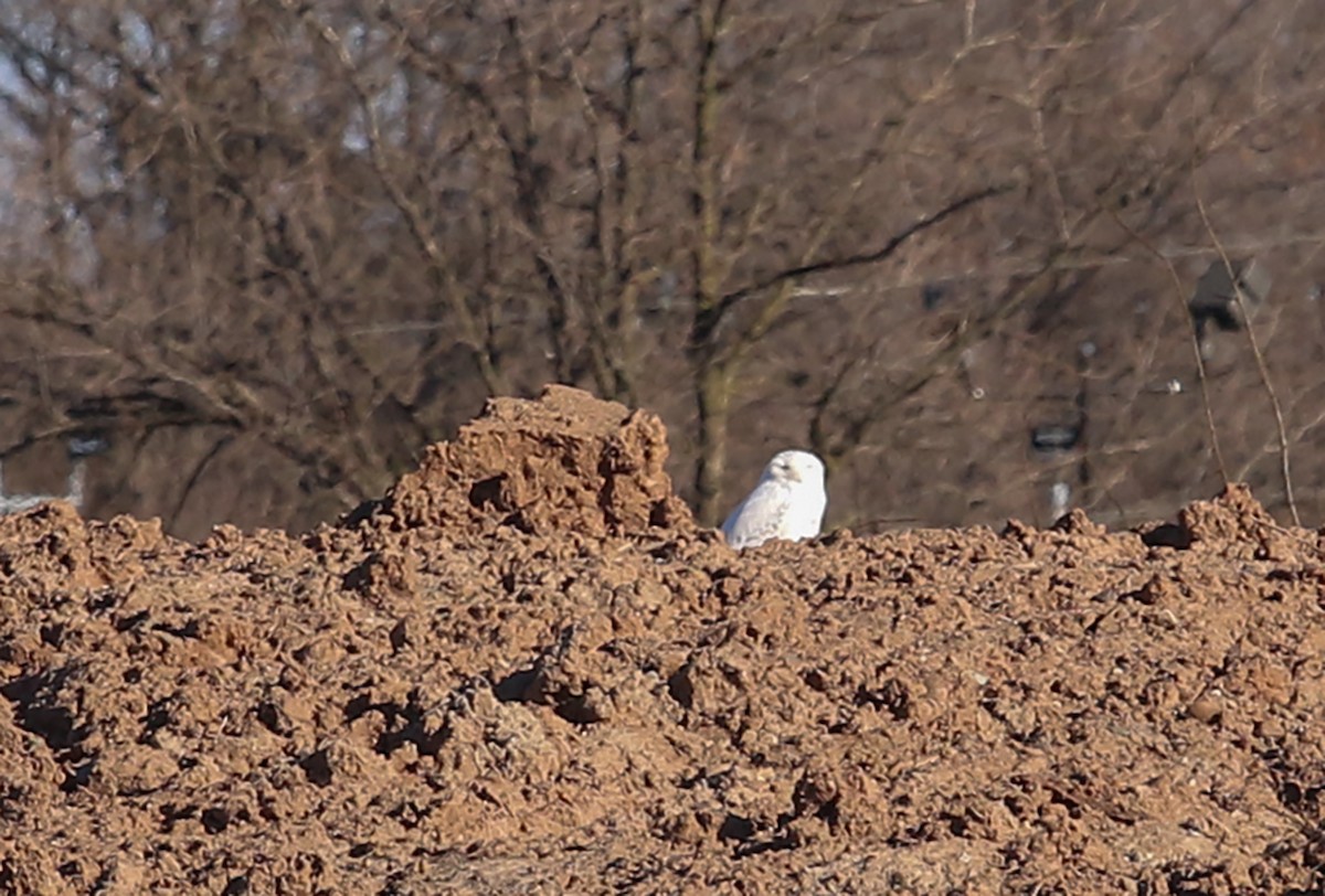 Snowy Owl - ML396885981