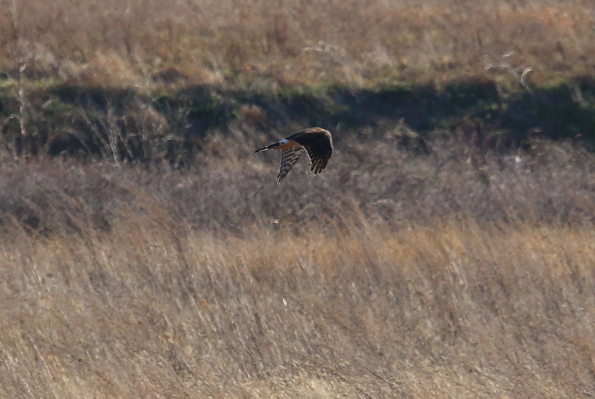 Northern Harrier - Myriam Berube