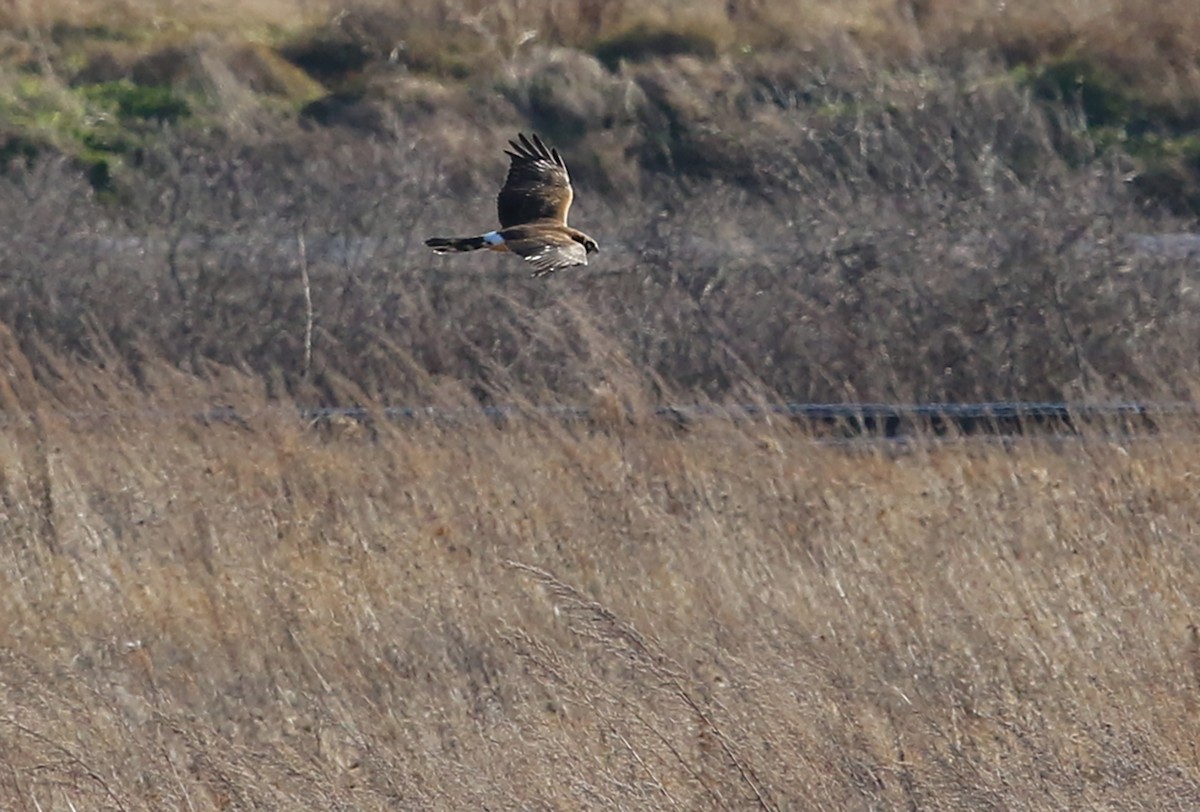 Northern Harrier - ML396886031