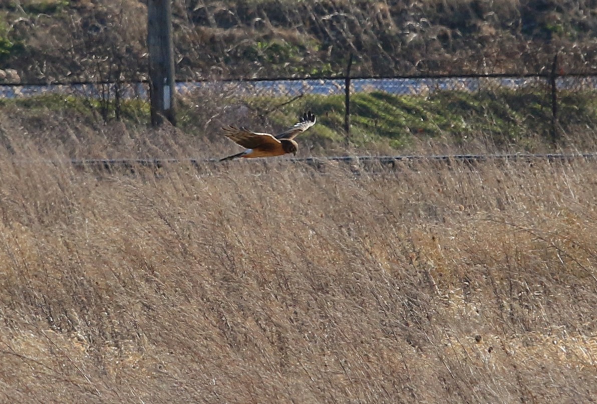 Northern Harrier - ML396886051