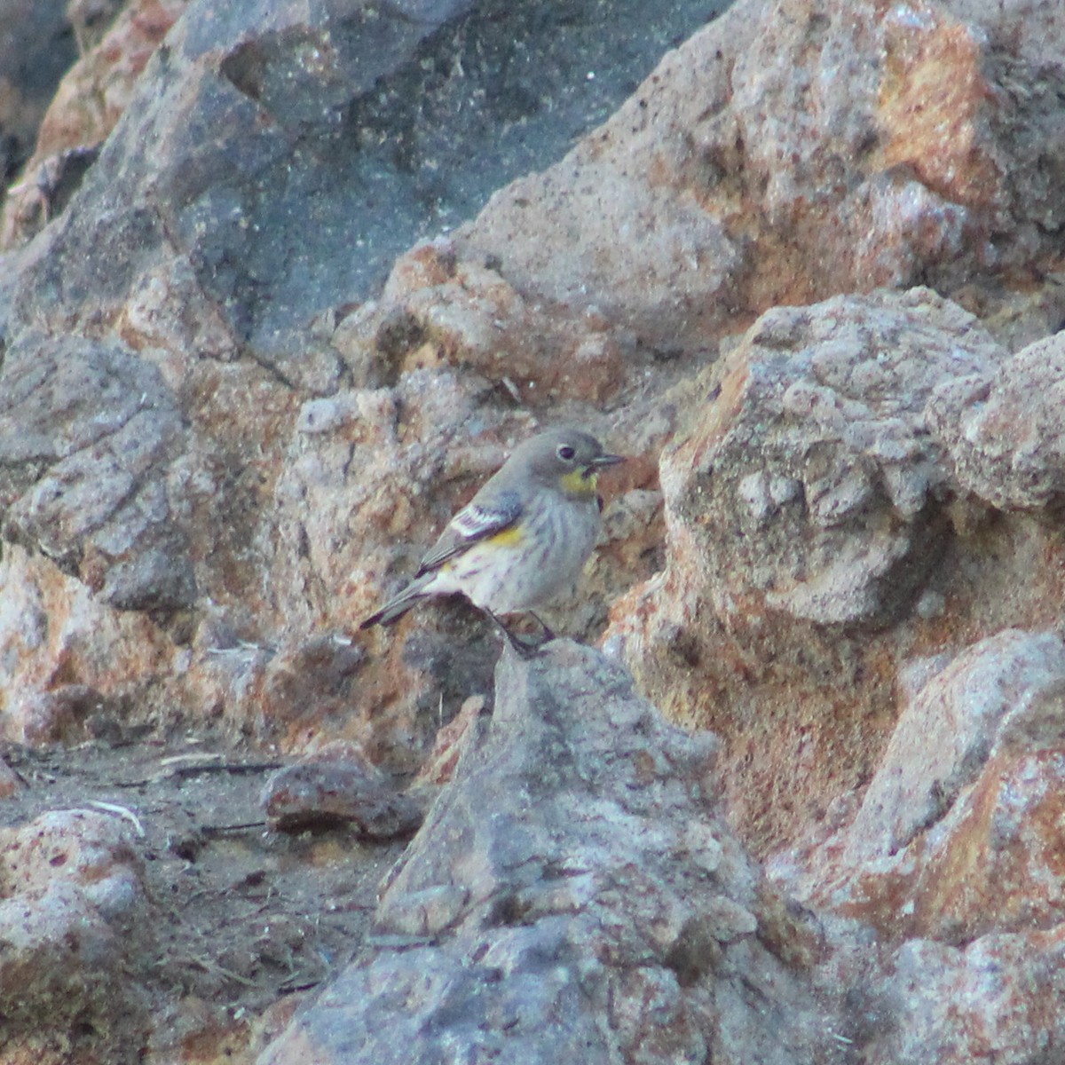 Yellow-rumped Warbler - ML396888101