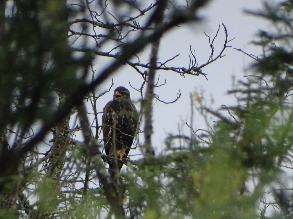 Harris's Hawk - ML396888551