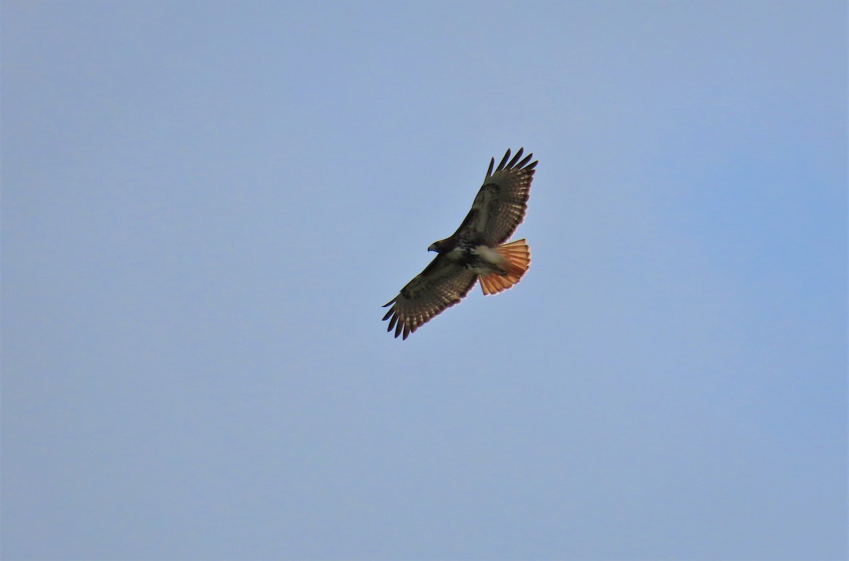 Red-tailed Hawk - ML396888581