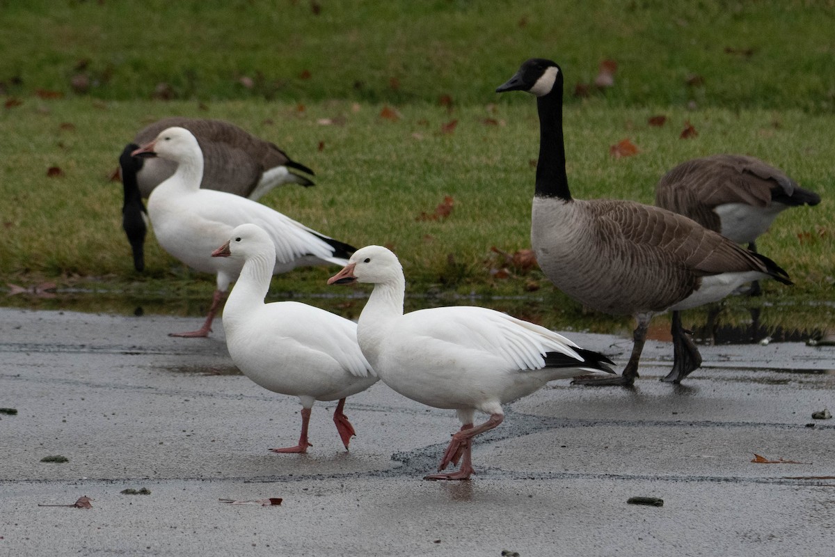 Snow Goose - ML396889341