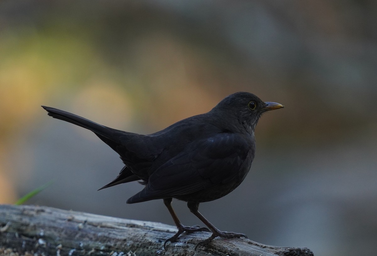 Eurasian Blackbird - ML396890111