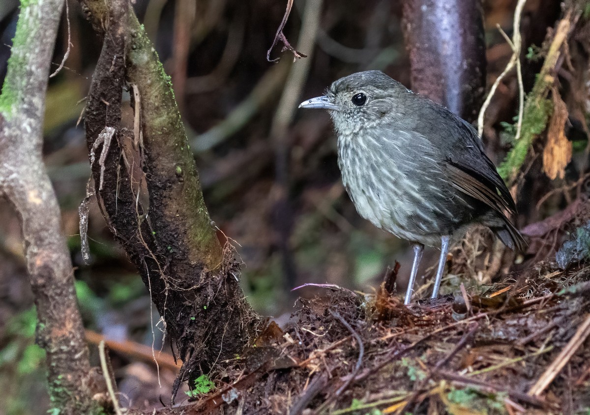 Cundinamarca Antpitta - Joachim Bertrands | Ornis Birding Expeditions