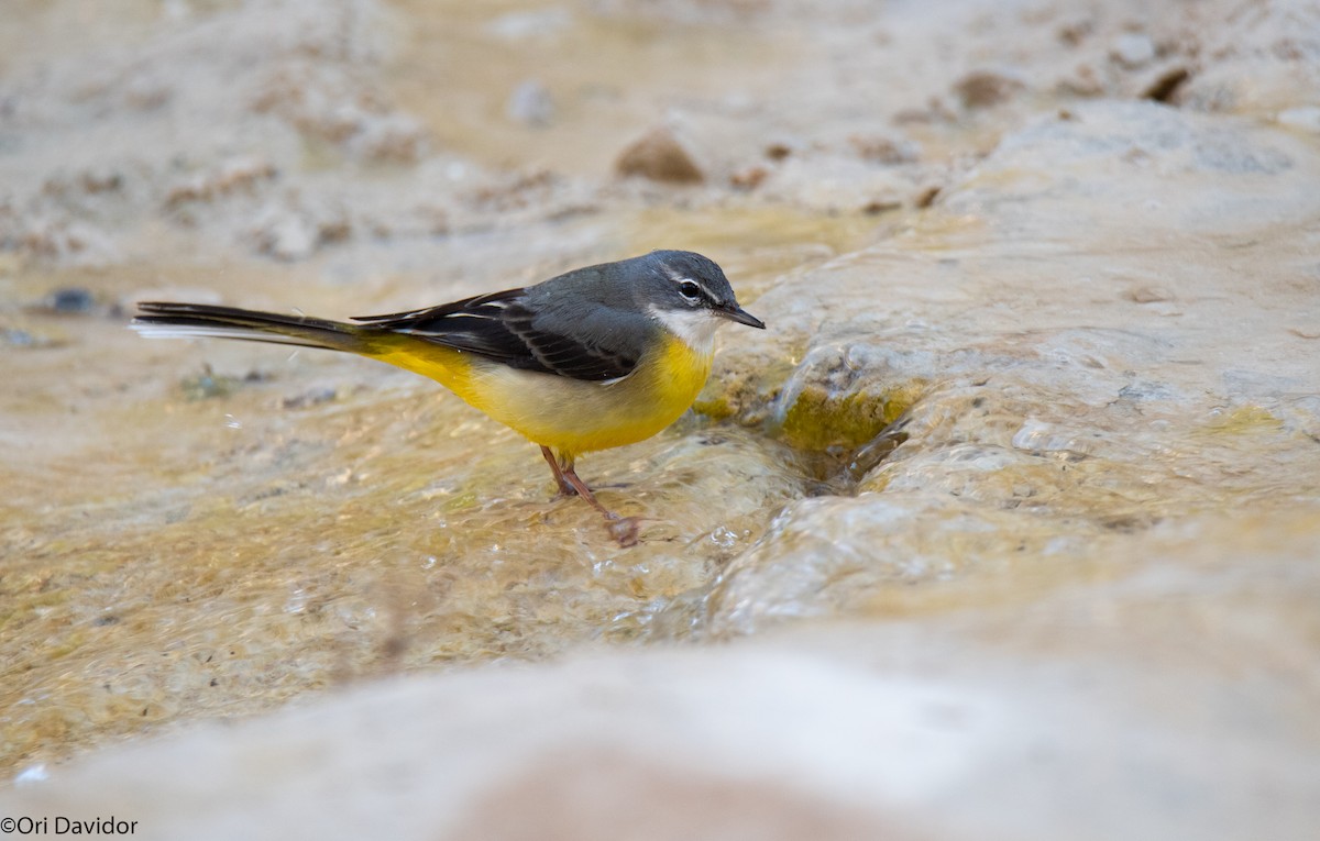 Gray Wagtail - ML396891241