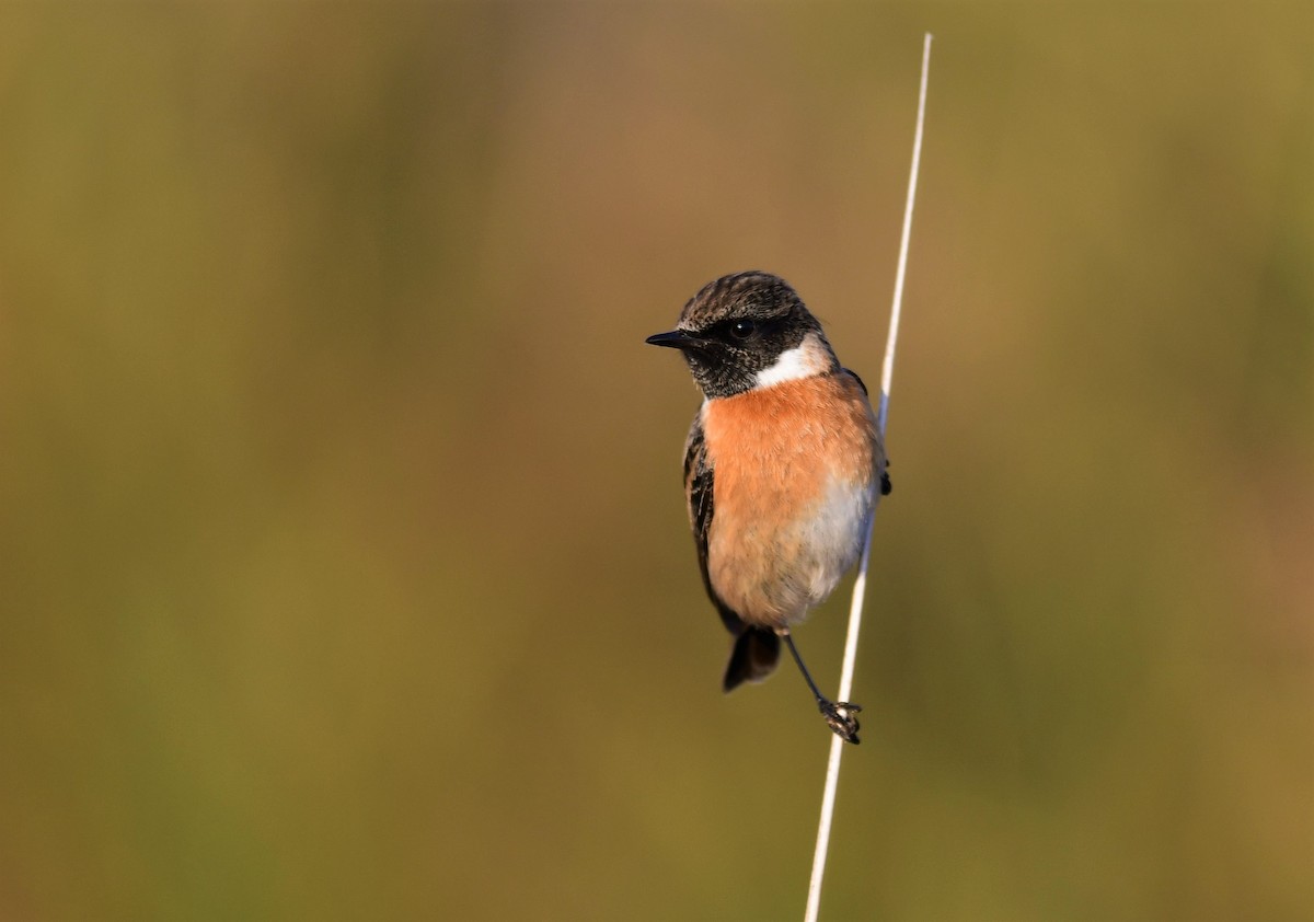 European Stonechat - ML396892061