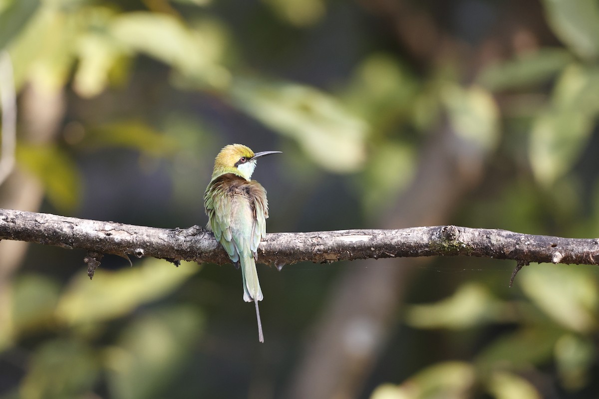 Asian Green Bee-eater - ML396892471