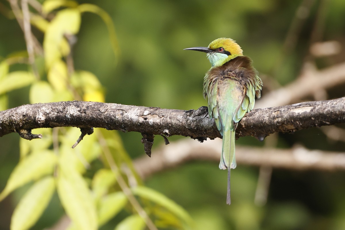 Asian Green Bee-eater - ML396892531