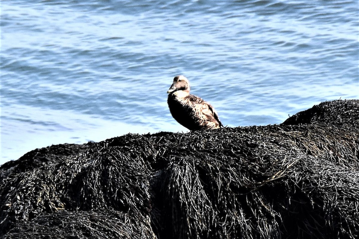 Common Eider - ML396893111