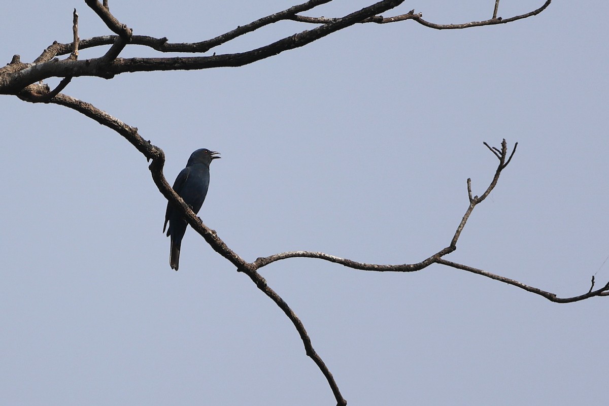 Asian Fairy-bluebird - ML396893721