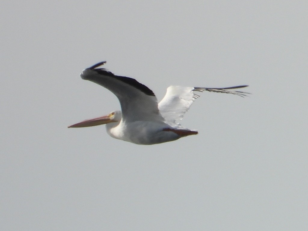 American White Pelican - ML396894781