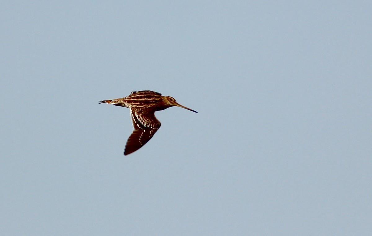 Great Snipe - ML396897291