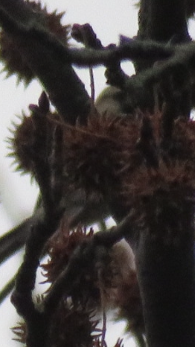 Redpoll (Common) - ML396899051