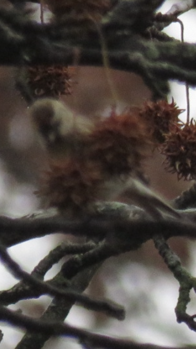 Redpoll (Common) - ML396899081
