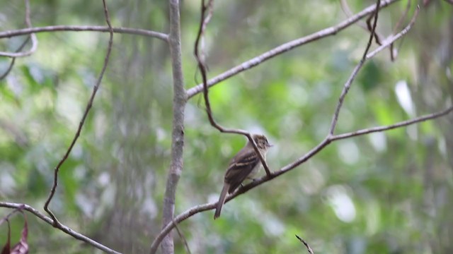 Fuscous Flycatcher - ML396899541