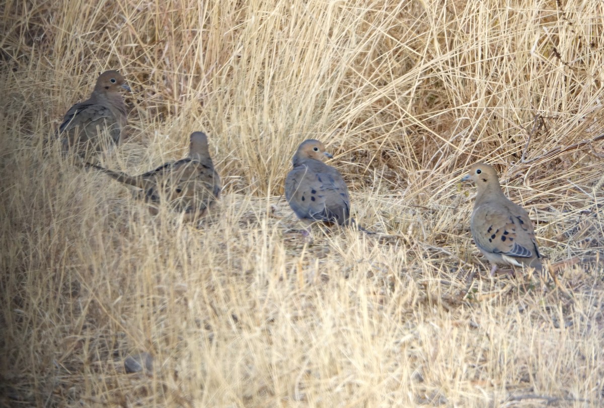 Mourning Dove - ML396901471