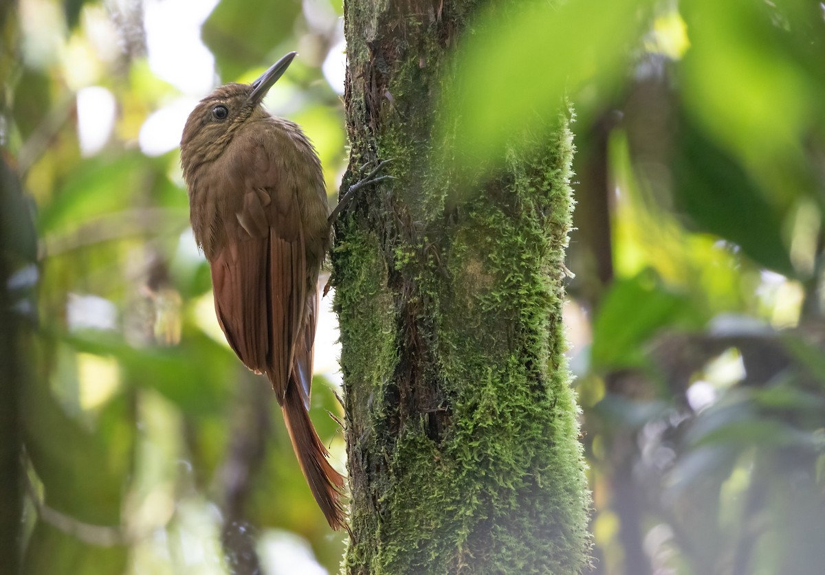 Tyrannine Woodcreeper - ML396901511