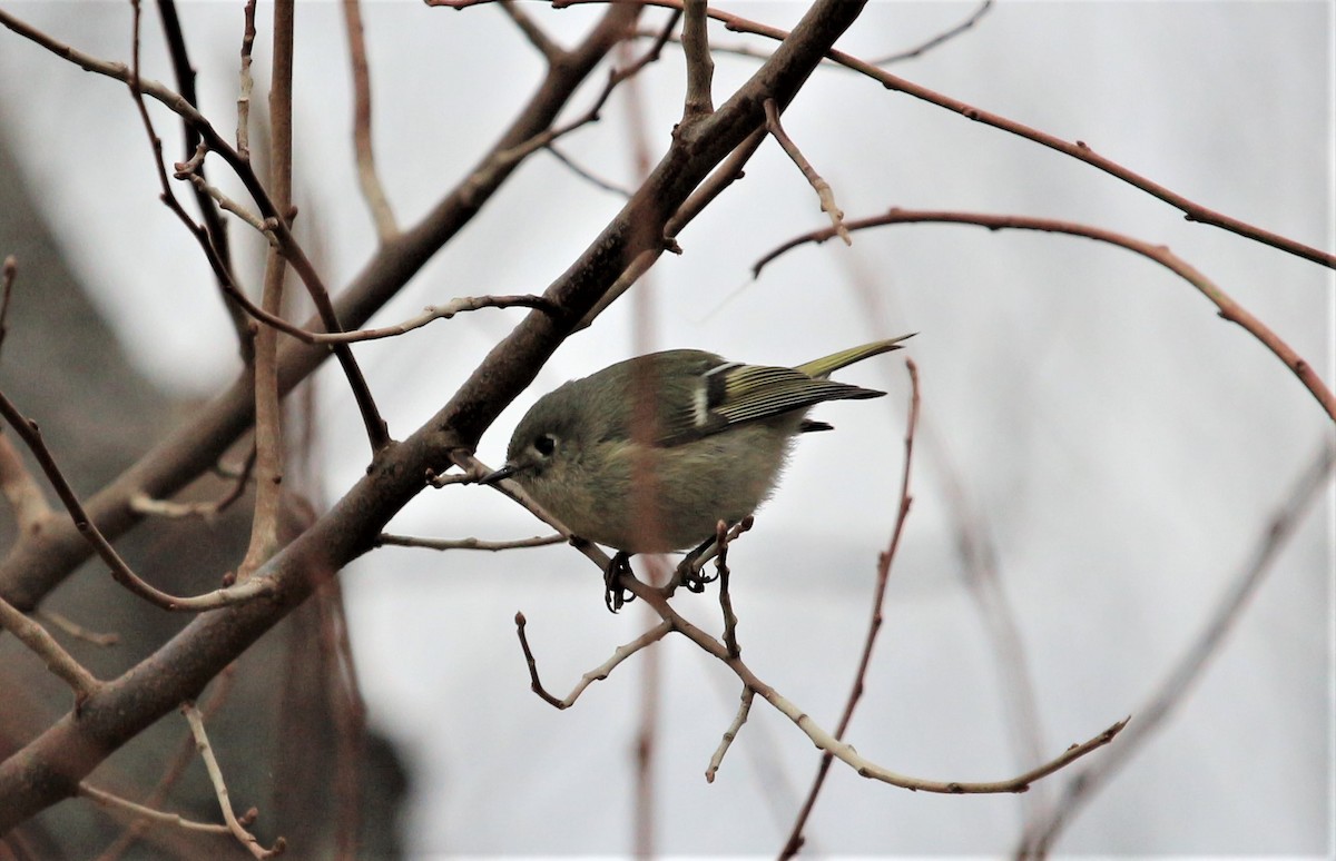 Ruby-crowned Kinglet - Anonymous