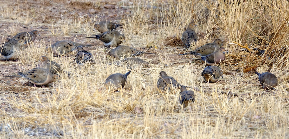 Mourning Dove - ML396901971