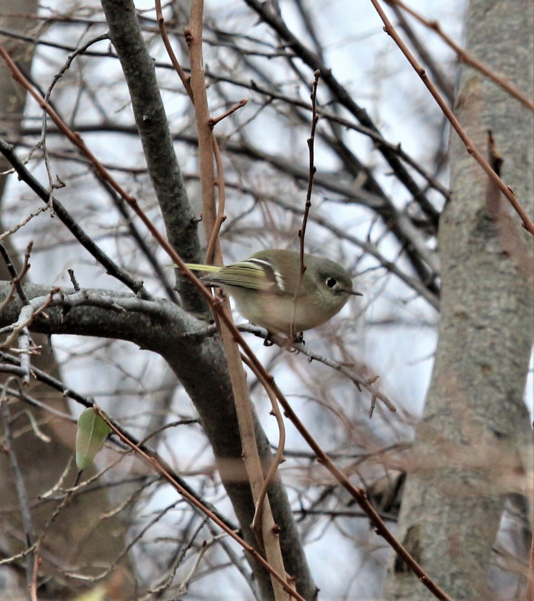 Ruby-crowned Kinglet - Anonymous