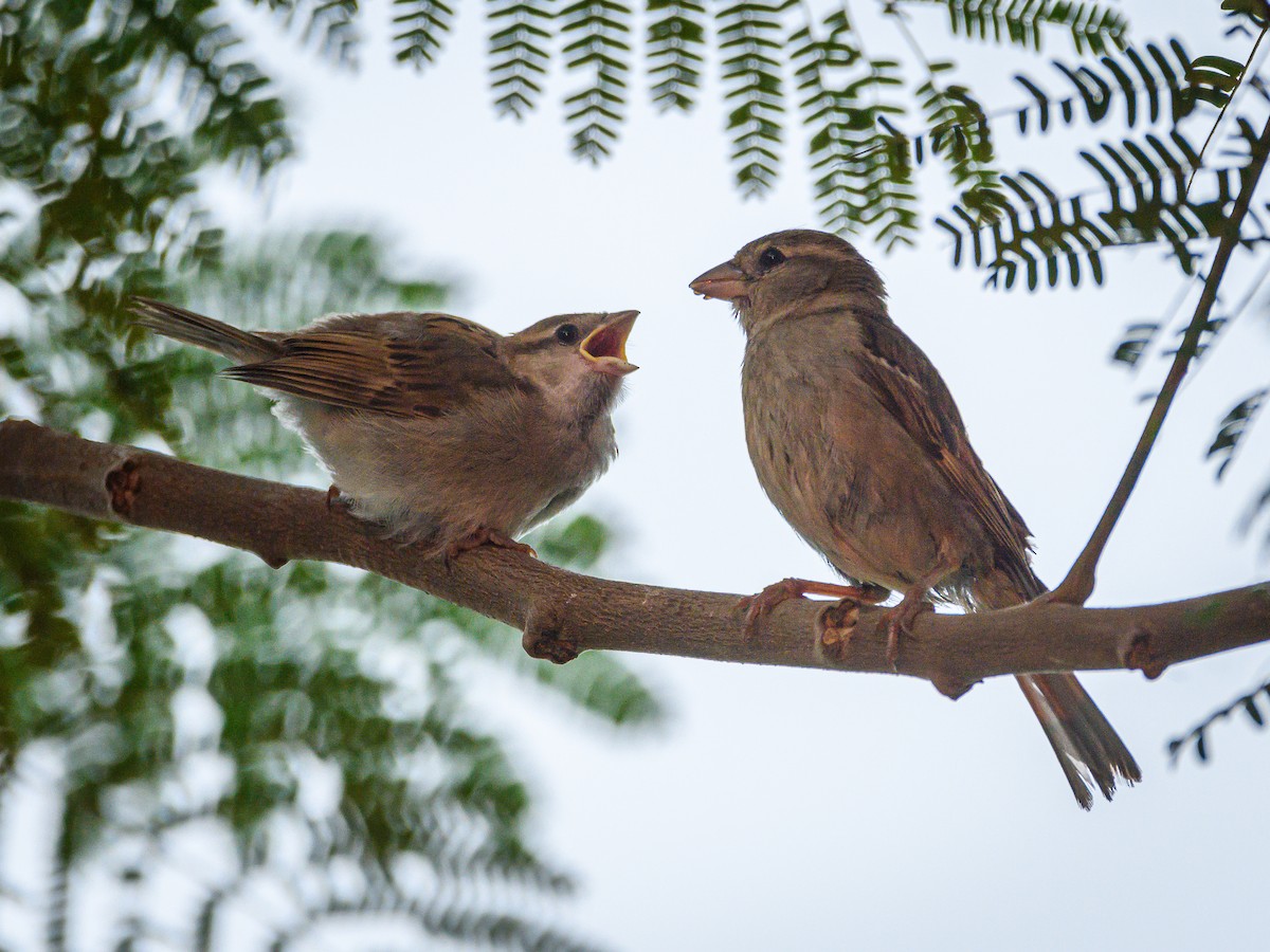 House Sparrow - ML396902691