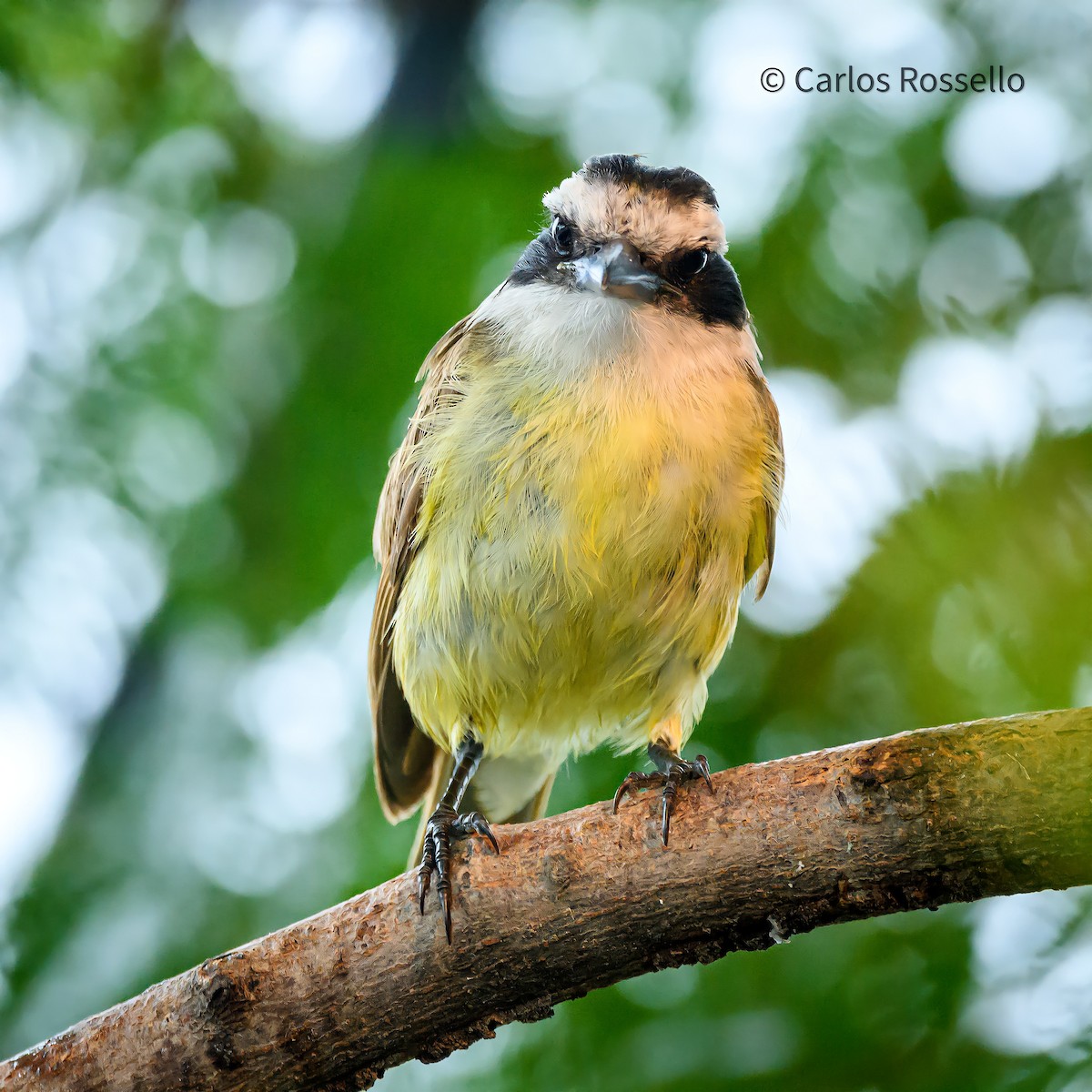 Great Kiskadee - ML396903141