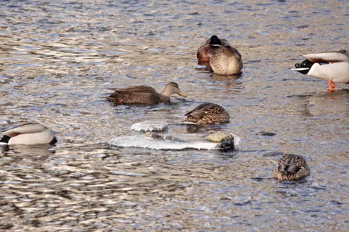 American Black Duck - ML396903211