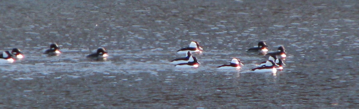 Bufflehead - ML39690371