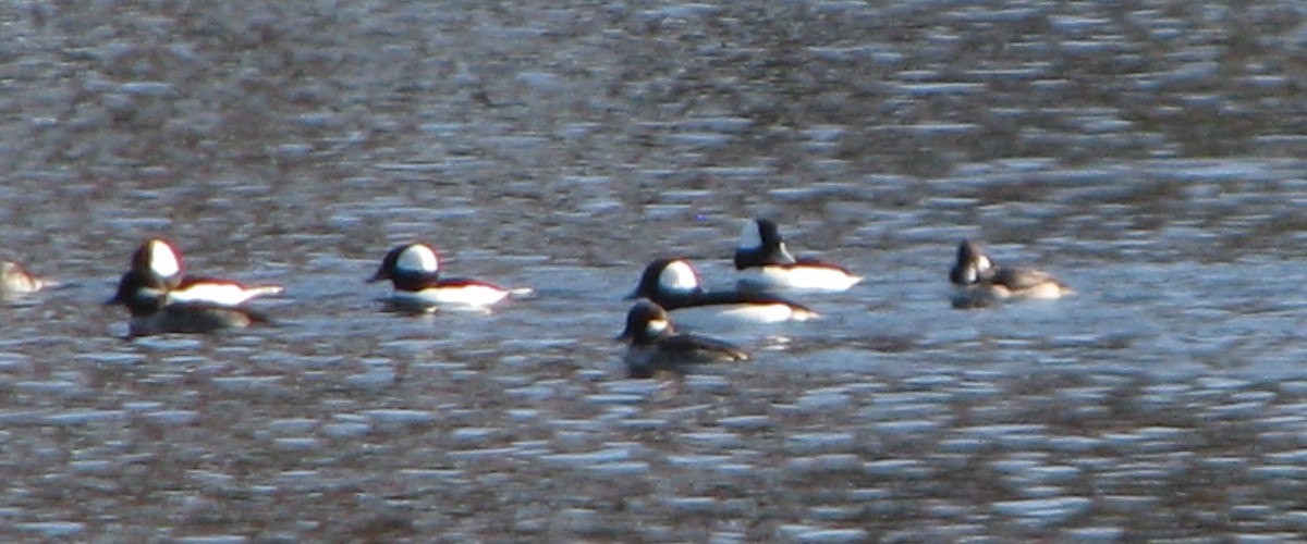 Bufflehead - ML39690381