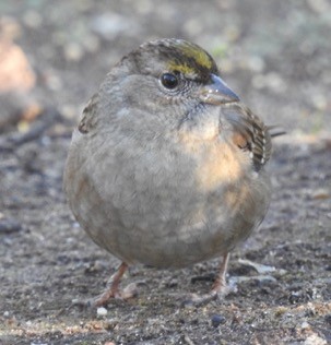 Golden-crowned Sparrow - Rob Denholtz