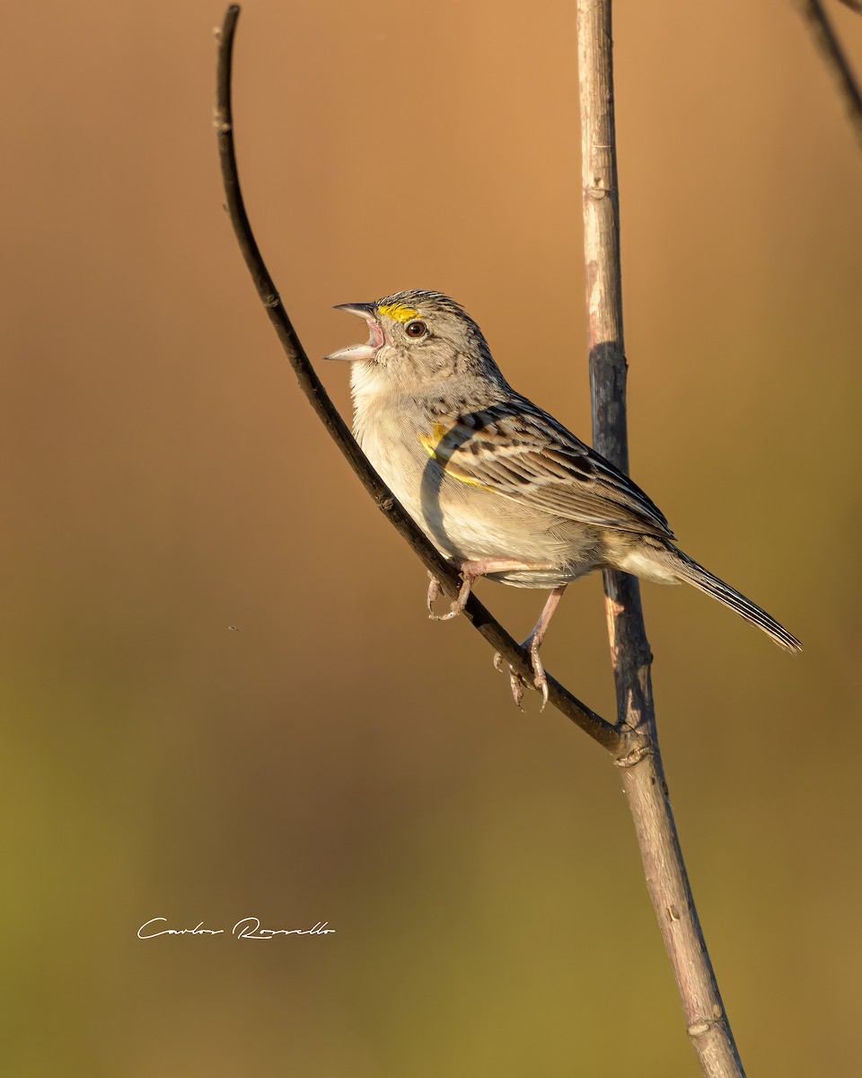 Grassland Sparrow - Carlos Rossello