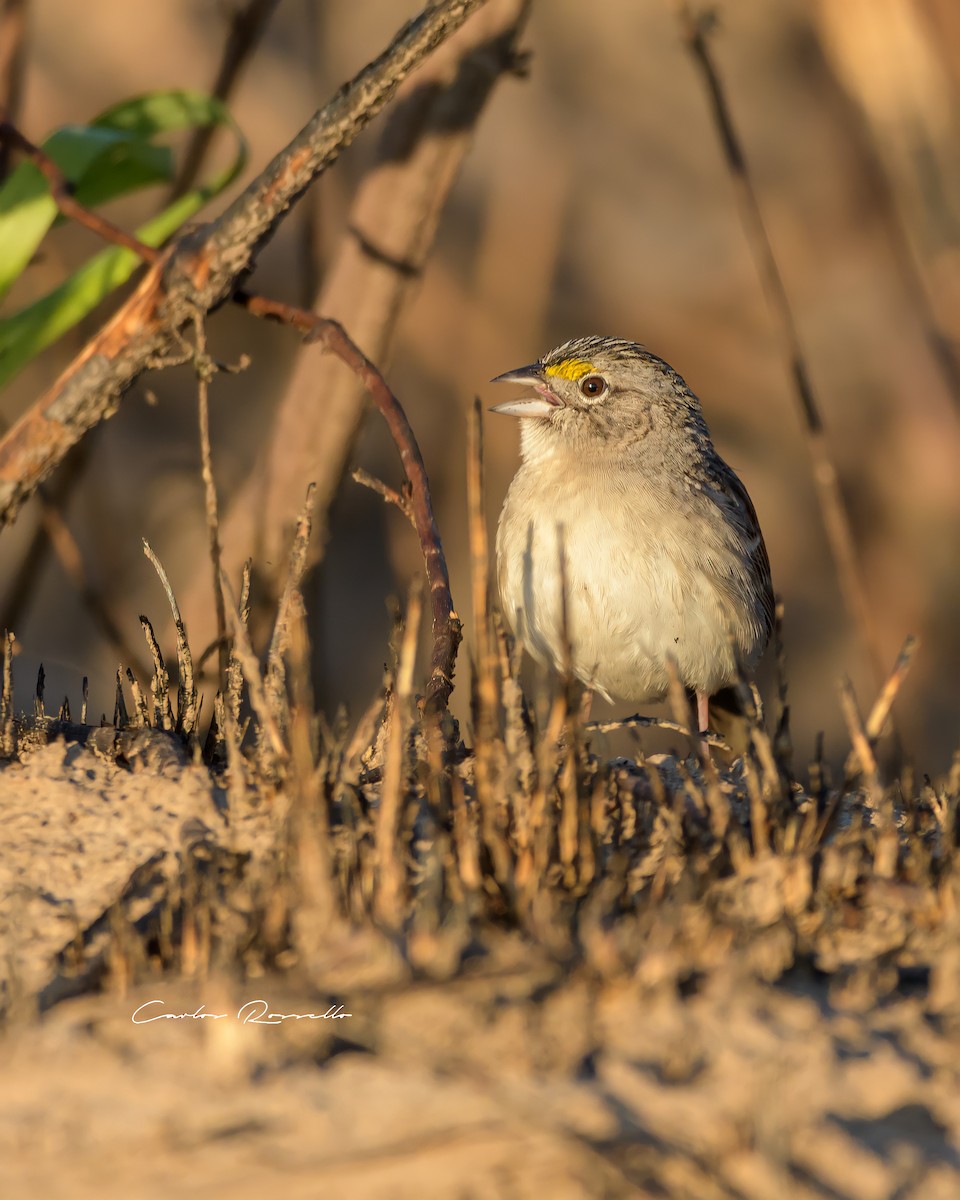 Grassland Sparrow - Carlos Rossello