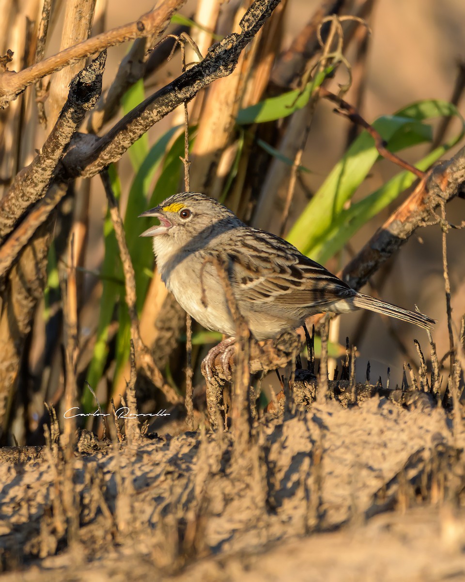 Grassland Sparrow - Carlos Rossello