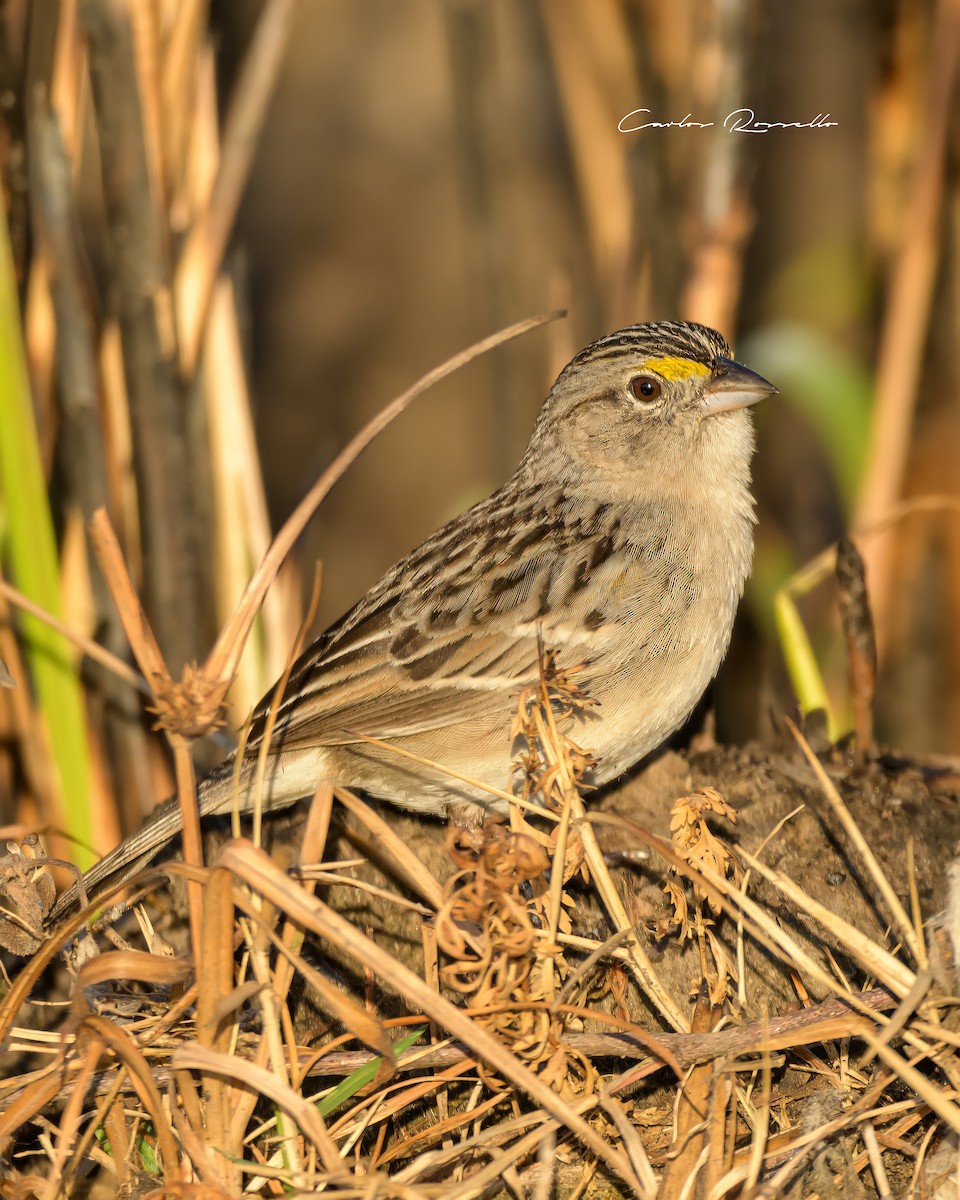 Grassland Sparrow - Carlos Rossello