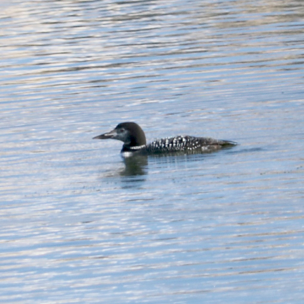 Common Loon - ML39690581