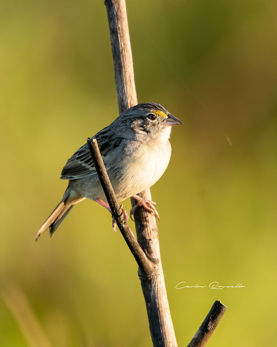 Grassland Sparrow - Carlos Rossello